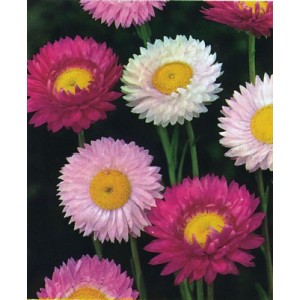 ACROCLINIUM GRANDIFLORUM MIXED COLOUR SEEDS - HELIPTERUM ROSEUM - 100 SEEDS ACROCLINIUM GRANDIFLORUM MIXED COLOUR SEEDS - HELIPTERUM ROSEUM - 100 SEEDS