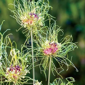 ALLIUM HAIR SEEDS - 10 SEEDS ALLIUM HAIR SEEDS - 10 SEEDS