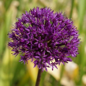 ALLIUM HOLLANDICUM PURPLE SENSATION - 25 SEEDS