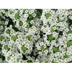 ALYSSUM SNOW CARPET SEEDS (CARPET OF SNOW / SNOW CLOTH) - 500 SEEDS ALYSSUM SNOW CARPET SEEDS (CARPET OF SNOW / SNOW CLOTH) - 500 SEEDS