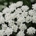 AMMI MAJUS BISHOPS FLOWER SEEDS - WHITE LACE FLOWER - 250 SEEDS
