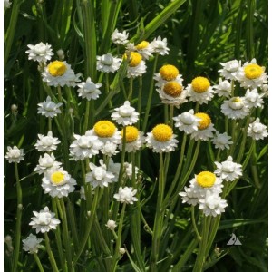 AMMOBIUM ALATUM SEEDS - WINGED EVERLASTING SEEDS - 250 SEEDS