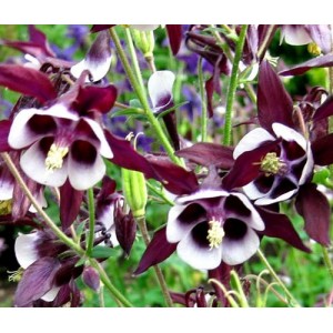 AQUILEGIA VULGARIS COLUMBINE WILLIAM GUINNESS - GRANNYS BONNET - 100 SEEDS AQUILEGIA VULGARIS COLUMBINE WILLIAM GUINNESS - GRANNYS BONNET - 100 SEEDS