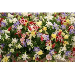 AQUILEGIA COLUMBINE VULGARIS DWARF MIX SEEDS - MIXED COLOUR - 100 SEEDS