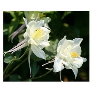 AQUILEGIA COLUMBINE CRYSTAL STAR WHITE SEEDS - GRANNYS BONNET - 100 SEEDS AQUILEGIA COLUMBINE CRYSTAL STAR WHITE SEEDS - GRANNYS BONNET - 100 SEEDS