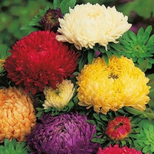 ASTER DUCHESS SPECIAL MIX - LATE FLOWERING - MIXED COLOUR SEEDS - 100 SEEDS ASTER DUCHESS SPECIAL MIX - LATE FLOWERING - MIXED COLOUR SEEDS - 100 SEEDS