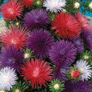ASTER OSTERICH PLUME MIXED COLOUR SEEDS - 100 SEEDS ASTER OSTERICH PLUME MIXED COLOUR SEEDS - 100 SEEDS