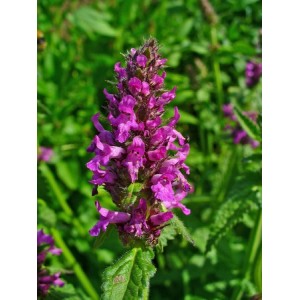 BETONY STACHYS - BETONICA OFFICINALIS - 100 SEEDS BETONY STACHYS - BETONICA OFFICINALIS - 100 SEEDS