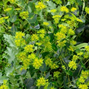 BUPLEURUM ROTUNDIFOLIUM GRIFFITHII GRIFFITI SEEDS - THOROW WAX - 50 SEEDS