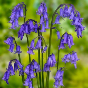 NATIVE ENGLISH BLUEBELL SEEDS - HYACINTHOIDES NON SCRIPTA - 25 SEEDS