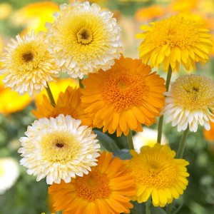 CALENDULA OFFICINALIS KINGLET FORMULA MIX SEEDS - POT MARIGOLD - 50 SEEDS CALENDULA OFFICINALIS KINGLET FORMULA MIX SEEDS - POT MARIGOLD - 50 SEEDS
