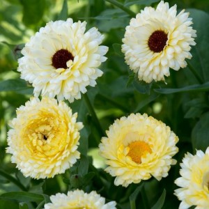 CALENDULA OFFICINALIS SNOW PRINCESS SEEDS - CREAM WHITE POT MARIGOLD - 50 SEEDS CALENDULA OFFICINALIS SNOW PRINCESS SEEDS - CREAM WHITE POT MARIGOLD - 50 SEEDS