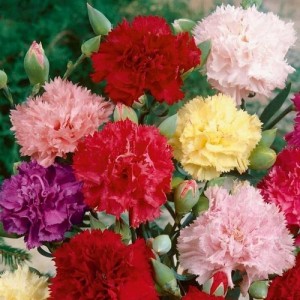 CARNATION CHABAUD MIX COLOUR SEEDS - 100 SEEDS CARNATION CHABAUD MIX COLOUR SEEDS - 100 SEEDS