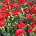 CARNATION SCARLET RED - DIANTHUS CARYOPHYLLUS - 50 SEEDS
