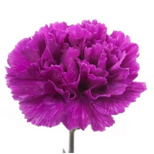CARNATION VIOLET - DIANTHUS CARYOPHYLLUS - 50 SEEDS CARNATION VIOLET - DIANTHUS CARYOPHYLLUS - 50 SEEDS
