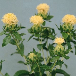 CARTHAMUS TINCTORIUS WHITE GRENADE SEEDS - IVORY WHITE SAFFRON FLOWER THISTLE - 20 SEEDS CARTHAMUS TINCTORIUS WHITE GRENADE SEEDS - IVORY WHITE SAFFRON FLOWER THISTLE - 20 SEEDS