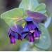 CERINTHE MAJOR - PURPURESCENS - HONEYWORT - BLUE SHRIMP - 20 SEEDS