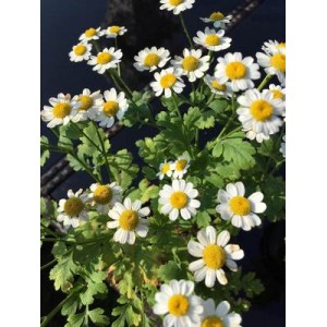 CHRYSANTHEMUM TANACETUM PARTHENIUM SEEDS - FEVERFEW - 100 SEEDS CHRYSANTHEMUM TANACETUM PARTHENIUM SEEDS - FEVERFEW - 100 SEEDS