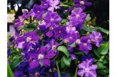 CLEMATIS PRESIDENT SEEDS - LARGE PURPLE FLOWERS - PERENNIAL CLIMBER - 25 SEEDS