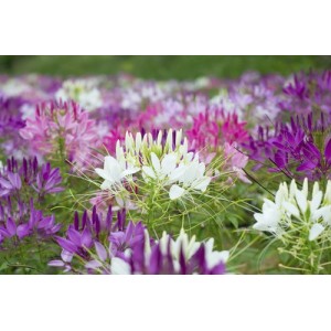 CLEOME HASSLERIANA SPIDER PLANT SEEDS - SPIDER FLOWER - 100 SEEDS