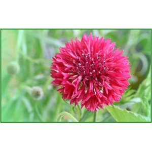 CENTAUREA CYANUS DOUBLE RED BALL - RED CORNFLOWER SEEDS - 100 SEEDS CENTAUREA CYANUS DOUBLE RED BALL - RED CORNFLOWER SEEDS - 100 SEEDS