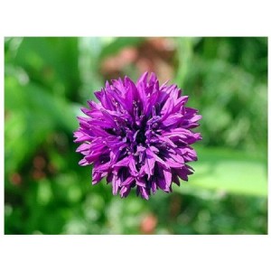 CENTAUREA CYANUS MAUVE BALL - MAUVE CORNFLOWER SEEDS - 100 SEEDS CENTAUREA CYANUS MAUVE BALL - MAUVE CORNFLOWER SEEDS - 100 SEEDS