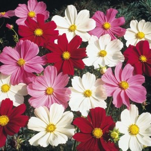 COSMOS BIPINNATUS DWARF MIX SEEDS - WHITE, PURPLE, PINK & CRIMSON FLOWERS - 50 SEEDS COSMOS BIPINNATUS DWARF MIX SEEDS - WHITE, PURPLE, PINK & CRIMSON FLOWERS - 50 SEEDS