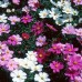 COSMOS BIPINNATUS DWARF MIX SEEDS - WHITE, PURPLE, PINK & CRIMSON FLOWERS - 50 SEEDS COSMOS BIPINNATUS DWARF MIX SEEDS - WHITE, PURPLE, PINK & CRIMSON FLOWERS - 50 SEEDS