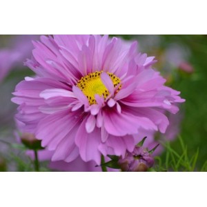 COSMOS BIPINNATUS FIZZY PINK SEEDS - PRETTY PINK FLOWERS - 50 SEEDS COSMOS BIPINNATUS FIZZY PINK SEEDS - PRETTY PINK FLOWERS - 50 SEEDS