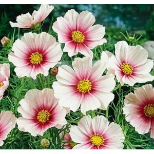 COSMOS BIPINNATUS DAYDREAM SEEDS - WHITE FLOWERS WITH PINK INTERIOR - 25 SEEDS COSMOS BIPINNATUS DAYDREAM SEEDS - WHITE FLOWERS WITH PINK INTERIOR - 25 SEEDS