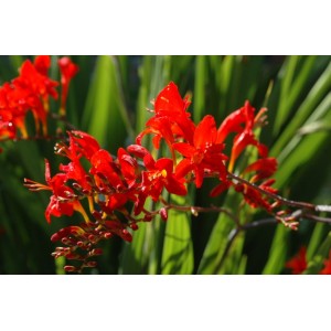 CROCOSMIA MONTBRETIA RED LUCIFER SEEDS - 50 SEEDS