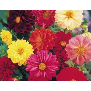 DAHLIA UNWINS DWARF HYBRID SEEDS - 50 SEEDS