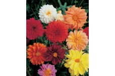 DAHLIA FIGARO MIX SEEDS - MIXED COLOUR DOUBLE FLOWERS - 50 SEEDS