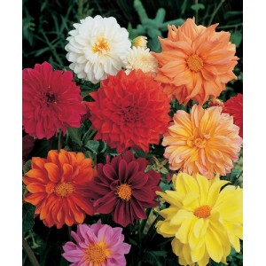 DAHLIA FIGARO MIX SEEDS - MIXED COLOUR DOUBLE FLOWERS - 50 SEEDS