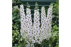 DELPHINIUM PACIFIC GIANT GALAHAD SEEDS - PURE WHITE FLOWERS WITH DARK BEE - 50 SEEDS