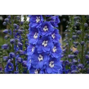 DELPHINIUM PACIFIC GIANT BLUE BIRD SEEDS - BRIGHT BLUE FLOWERS WITH WHITE BEE - 50 SEEDS DELPHINIUM PACIFIC GIANT BLUE BIRD SEEDS - BRIGHT BLUE FLOWERS WITH WHITE BEE - 50 SEEDS