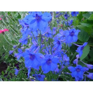 DELPHINIUM GRANDIFLORA BLUE BUTTERFLY SEEDS - VIVID BLUE FLOWERS - 50 SEEDS DELPHINIUM GRANDIFLORA BLUE BUTTERFLY SEEDS - VIVID BLUE FLOWERS - 50 SEEDS