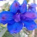 DELPHINIUM GRANDIFLORA BLUE BUTTERFLY SEEDS - VIVID BLUE FLOWERS - 50 SEEDS DELPHINIUM GRANDIFLORA BLUE BUTTERFLY SEEDS - VIVID BLUE FLOWERS - 50 SEEDS