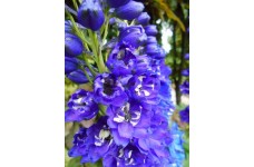 DELPHINIUM JUPITER BLUE SEEDS - BLUE FLOWERS WITH WHITE EYES - 50 SEEDS