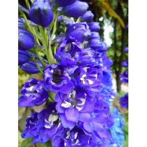 DELPHINIUM JUPITER BLUE SEEDS - BLUE FLOWERS WITH WHITE EYES - 50 SEEDS DELPHINIUM JUPITER BLUE SEEDS - BLUE FLOWERS WITH WHITE EYES - 50 SEEDS