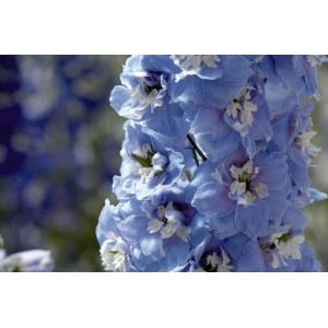 DELPHINIUM DWARF MAGIC FOUNTAIN SEEDS - SKY BLUE FLOWERS WITH WHITE BEE - 50 SEEDS DELPHINIUM DWARF MAGIC FOUNTAIN SEEDS - SKY BLUE FLOWERS WITH WHITE BEE - 50 SEEDS