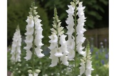 DELPHINIUM PACIFIC GIANT GALAHAD SEEDS - PURE WHITE FLOWERS WITH DARK BEE - 50 SEEDS