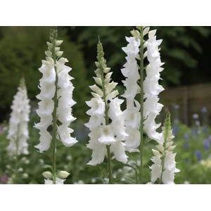 DELPHINIUM PACIFIC GIANT GALAHAD SEEDS - PURE WHITE FLOWERS WITH DARK BEE - 50 SEEDS