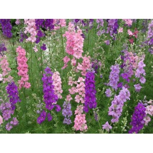 DELPHINIUM LARKSPUR GIANT IMPERIAL MIXED SEEDS - MIXED CLOUR FLOWERS - 100 SEEDS DELPHINIUM LARKSPUR GIANT IMPERIAL MIXED SEEDS - MIXED CLOUR FLOWERS - 100 SEEDS