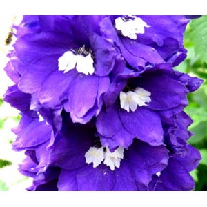 DELPHINIUM KING ARTHUR SEEDS - PURPLE FLOWERS - 50 SEEDS DELPHINIUM KING ARTHUR SEEDS - PURPLE FLOWERS - 50 SEEDS