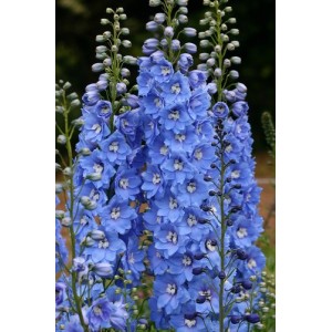DELPHINIUM SUMMER SKIES SEEDS - PACIFIC GIANTS - PALE BLUE FLOWERS - 50 SEEDS DELPHINIUM SUMMER SKIES SEEDS - PACIFIC GIANTS - PALE BLUE FLOWERS - 50 SEEDS
