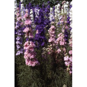 DELPHINIUM LARKSPUR GIANT HYACINTH MIX SEEDS - CONSOLIDA AJACIS - 100 SEEDS DELPHINIUM LARKSPUR GIANT HYACINTH MIX SEEDS - CONSOLIDA AJACIS - 100 SEEDS