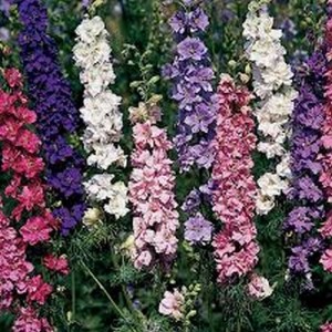 DELPHINIUM LARKSPUR SUBLIME MIX SEEDS - CONSOLIDA AJACIS - 100 SEEDS DELPHINIUM LARKSPUR SUBLIME MIX SEEDS - CONSOLIDA AJACIS - 100 SEEDS