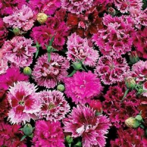 DIANTHUS CHINENSIS INDIAN PINK MIX / CHINA PINK SEEDS - 250 SEEDS DIANTHUS CHINENSIS INDIAN PINK MIX / CHINA PINK SEEDS - 250 SEEDS