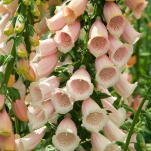 DIGITALIS PURPUREA APRICOT FOXGLOVE SEEDS - 500 SEEDS